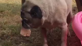 Pug pink kiddie pool swim