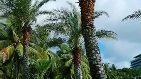 very beautiful coconut tree