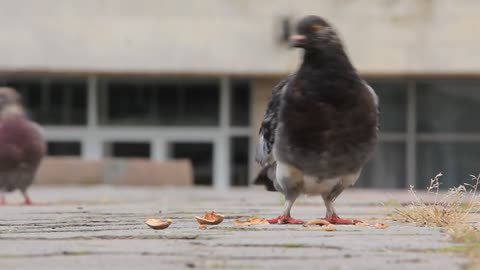 Grey pigeons video stock footage