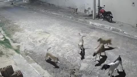 1 Cat fighting off 5 Dogs (funny video)