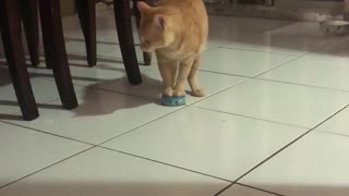 Hungry Kitty Drags Cat Food Tin to His Bowl
