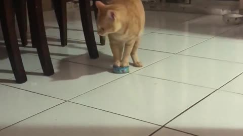 Hungry Kitty Drags Cat Food Tin to His Bowl