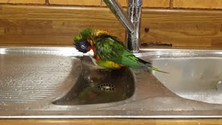 Lorikeet takes a bath in the sink
