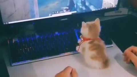 🐈 CAT PLAY VIDEO GAME 🐈