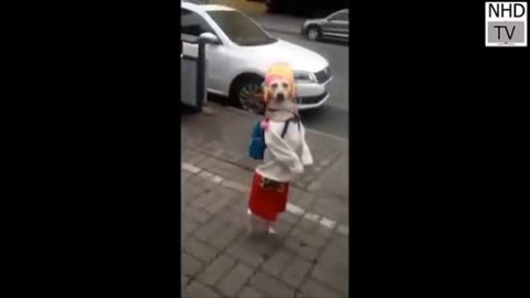Cute puppy video । Dogs | the puppy on school dress। Funny puppies #puppy #animals