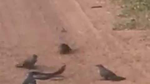 Angry birds gangs up & attack a snake