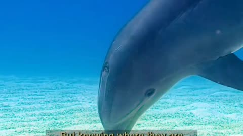 Dolphins are highly intelligent mammals known for their playful behavior ll Animal world