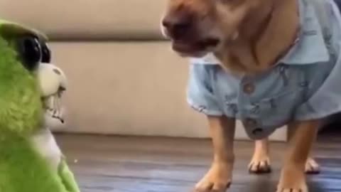 Adorable dog and cat playing with a house toy check it out