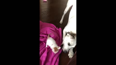 Dog play rescued for the foster of kitten during babysitting duties.