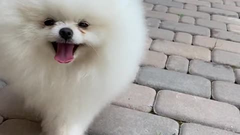 White puppy walking in the street