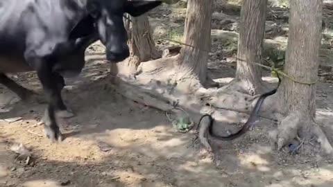 snake vs buffalo 🐃