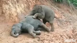 2 Elephants play with A comedy