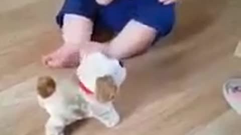 Baby laughing with jumping dog