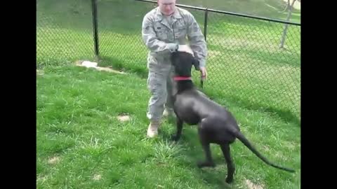 Animals Reunited With Owners AFTER YEARS!