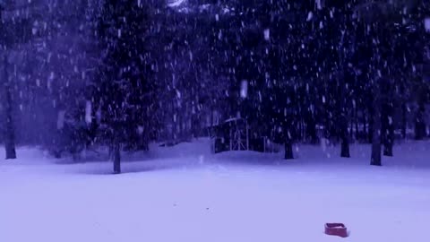 Winter Blizzard Ambience