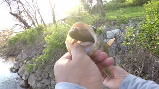 Smallmouth Bass - Soho River