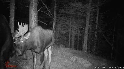 Trail camera and phone video 2023