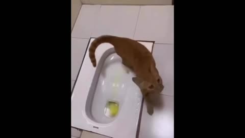 New_Funny_Animals_😂_Funniest_Cats_and_Dogs_Videos_😺🐶