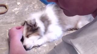 Woodruff Shelties Puppy Ear Training