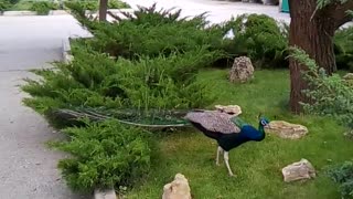 Fearless peacock
