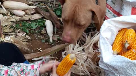 Pit Bull Helps A Woman Peel Corn