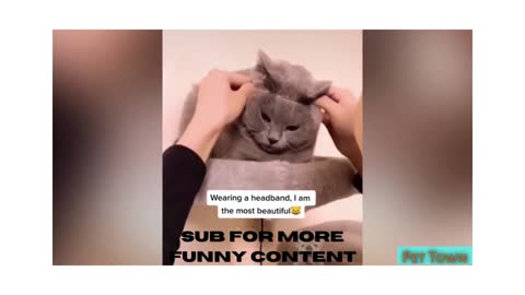 funny cat reaction when putting an elastic on his head