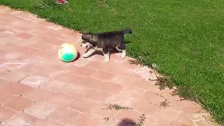 Small black and white puppy chasing rainbow ball around backyard