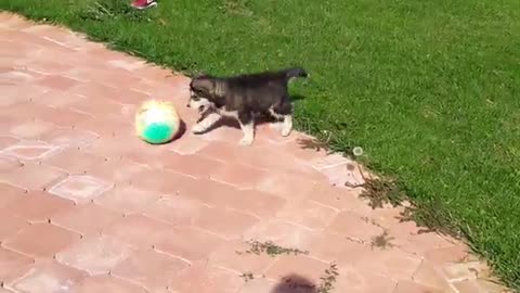 Small black and white puppy chasing rainbow ball around backyard