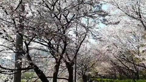 Slow motion when cherry blossoms fall