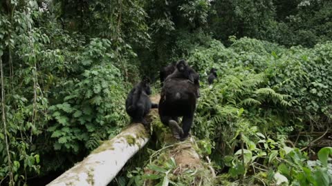 A mother gorilla transports her baby across a log over a river