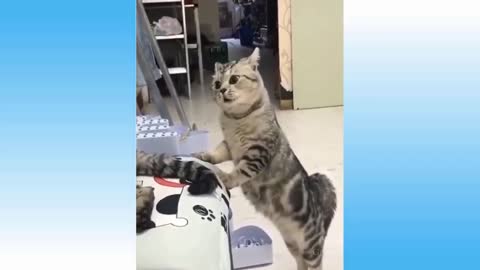 Funny pets video for laugh 😂😍