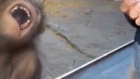 Unbelievable reaction monkey to magic