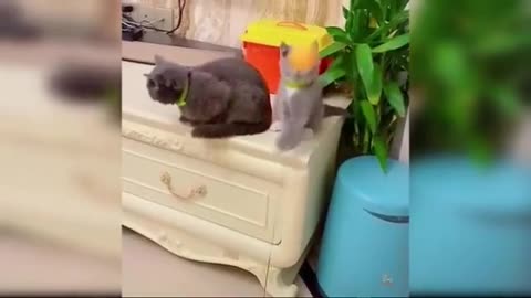 Funny & Cute Cat Videos 1st Compilation | Funny Furries