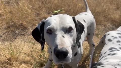 Praying Mantis hangs out on Louie the Dalmatian’s head.