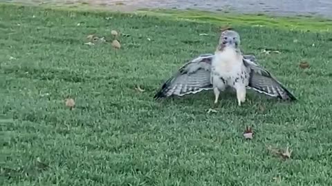 Heroes untangle and release large hawk stuck in baseball field net