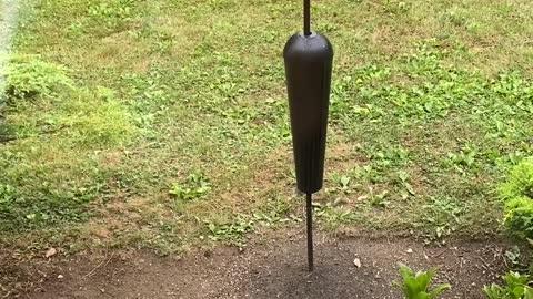 Squirrel Studies Bird Feeder to Sneak a Snack