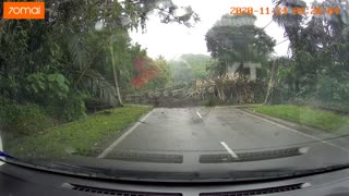 Car Near Miss Almost Hit By Tree Dashcam
