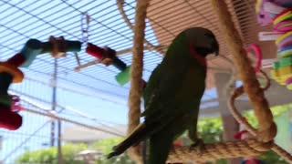 My African Grey Reacts to NEW AVIARY set up! How to set up a parrot aviary!