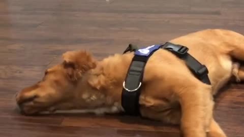 New harness turns puppy into dizzy rodeo bull