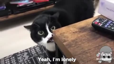 Lonely Cat LOL 🤣🤣 Talking Cat 🤣🤣 Very Funny
