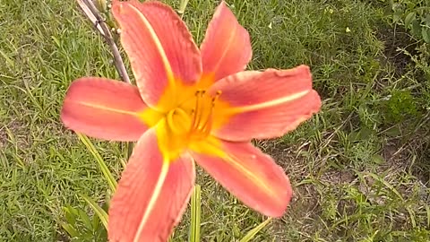 Tiger Lily