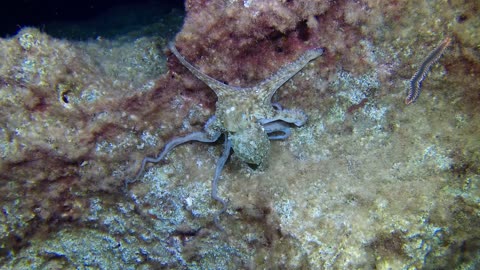 Octopus Changes Color While Sleeping