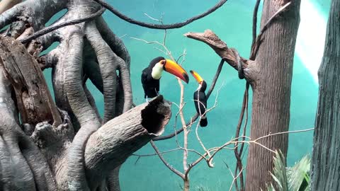 Toucan making beautiful movements in its cage