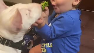 Baby & Mini Bull Terrier preciously play together