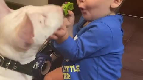 Baby & Mini Bull Terrier preciously play together