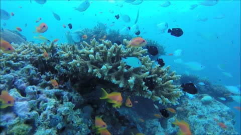 Maldives Short Snorkeling video Part 20