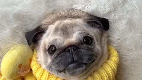 The different NOISES my ✨PUG✨ makes #dog #pug #funny #cute