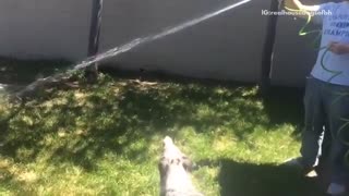 An australian shepherd is jumping up and down in backyard while a hose sprays him