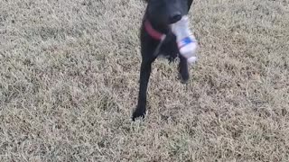 Happy dog likes cheap toys.