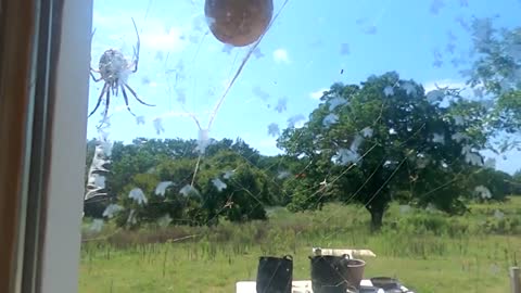 Asbery Farm Geographic 8, Writing Spider Actions, Oklahoma Thunderstorm GH010109